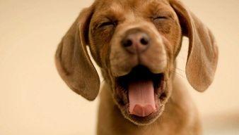 娱乐吃瓜酱送小狗,暖心情怀传递爱心瞬间 第2张 娱乐吃瓜酱送小狗,暖心情怀传递爱心瞬间 第2张